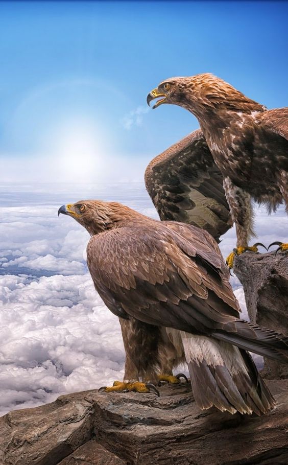 Clãudio diaz mejias on twitter eagle wallpaper animal wallpaper beautiful birds