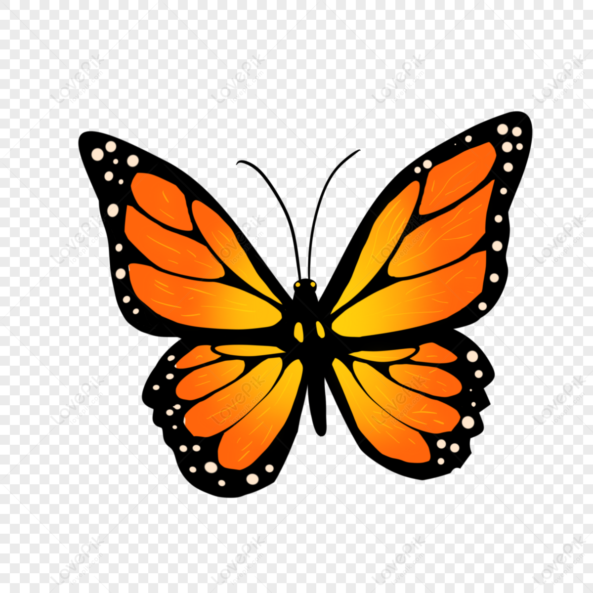 Insects png images with transparent background free download on