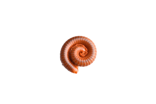 Millipede png vector psd and clipart with transparent background for free download