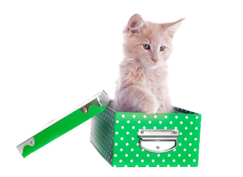 Purebred cat png transparent images free download vector files