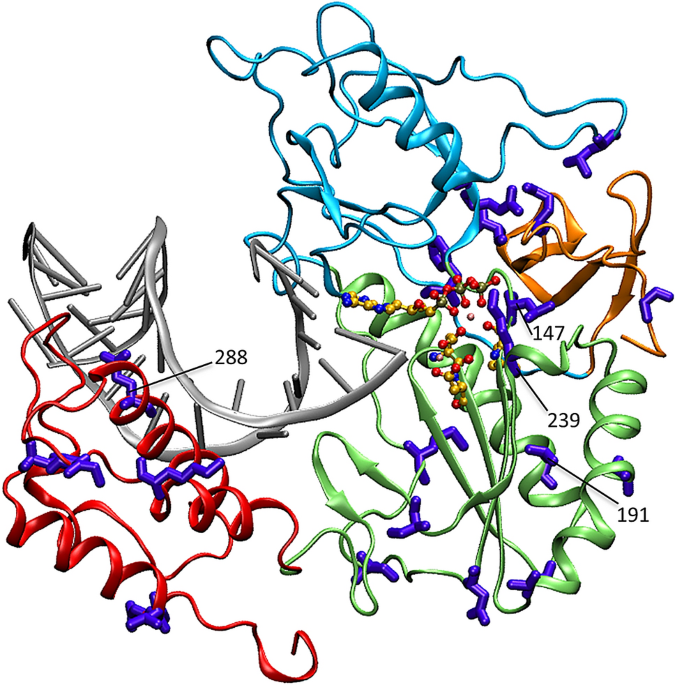 Plex genetic encoding of the hepatitis b virus on