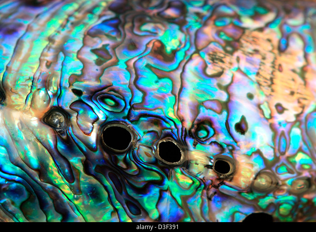 Download Free 100 + abalone wallpaper