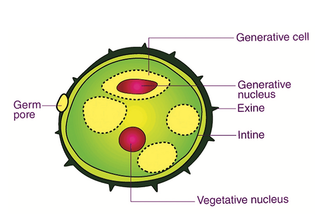 Pollen a biological giant in a microscopic grain