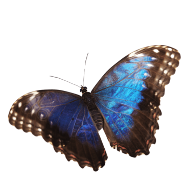 Morpho png transparent images free download vector files