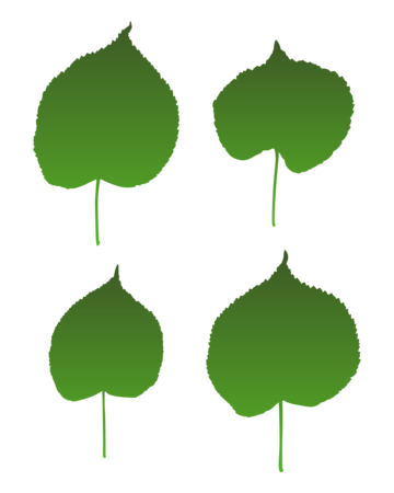 Linden leaves png transparent images free download vector files