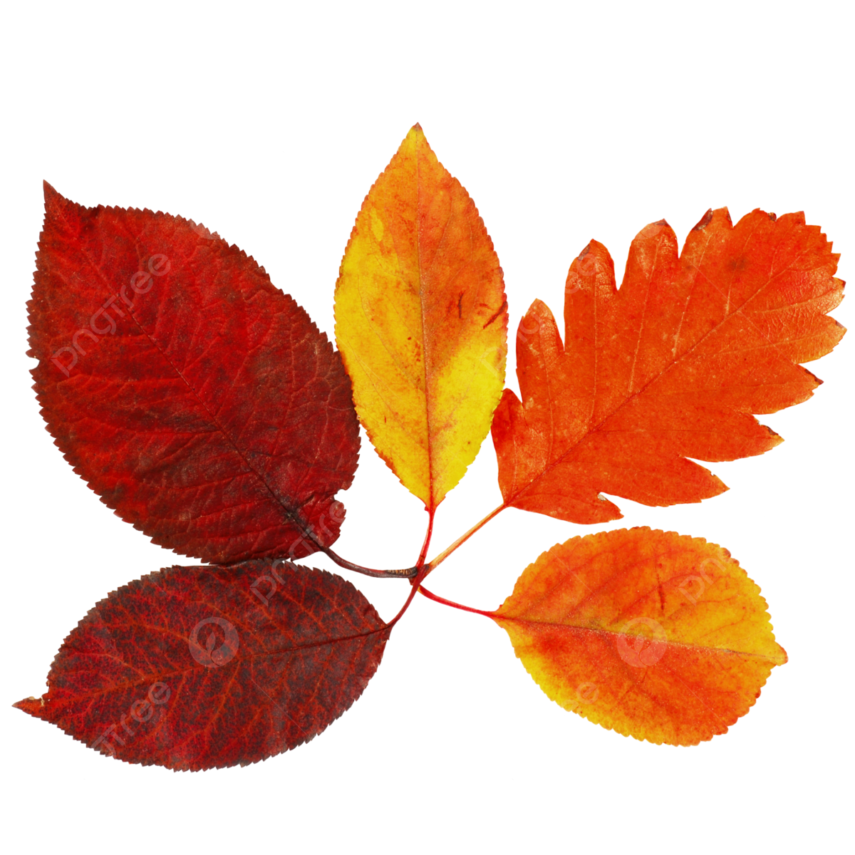 Autumn leaves collage vibrant autumn tree png transparent image and clipart for free download