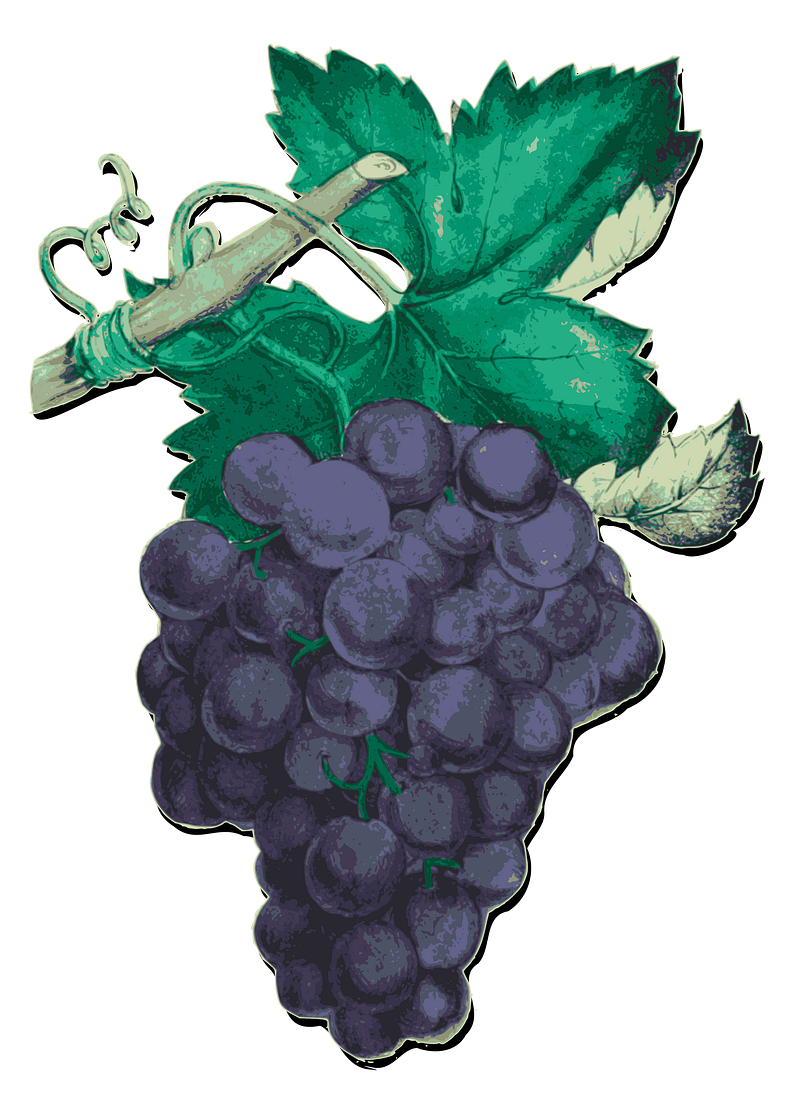 Illustration grape images free photos png stickers wallpapers backgrounds