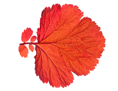 Orange branch png transparent images free download vector files