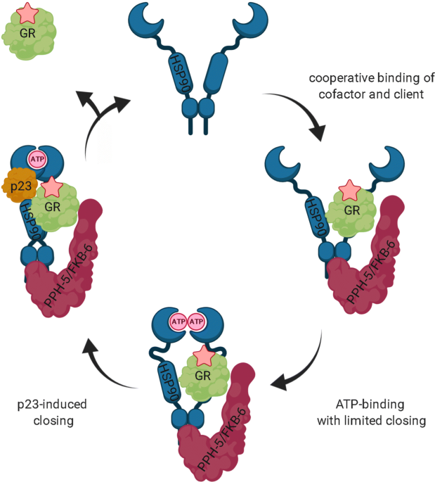 Glucocorticoid receptor plexes form cooperatively with the hsp co