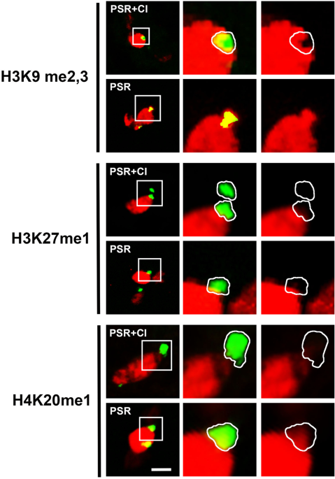 Ability of a selfish b chromosome to evade genome elimination in the jewel wasp nasonia vitripennis heredity