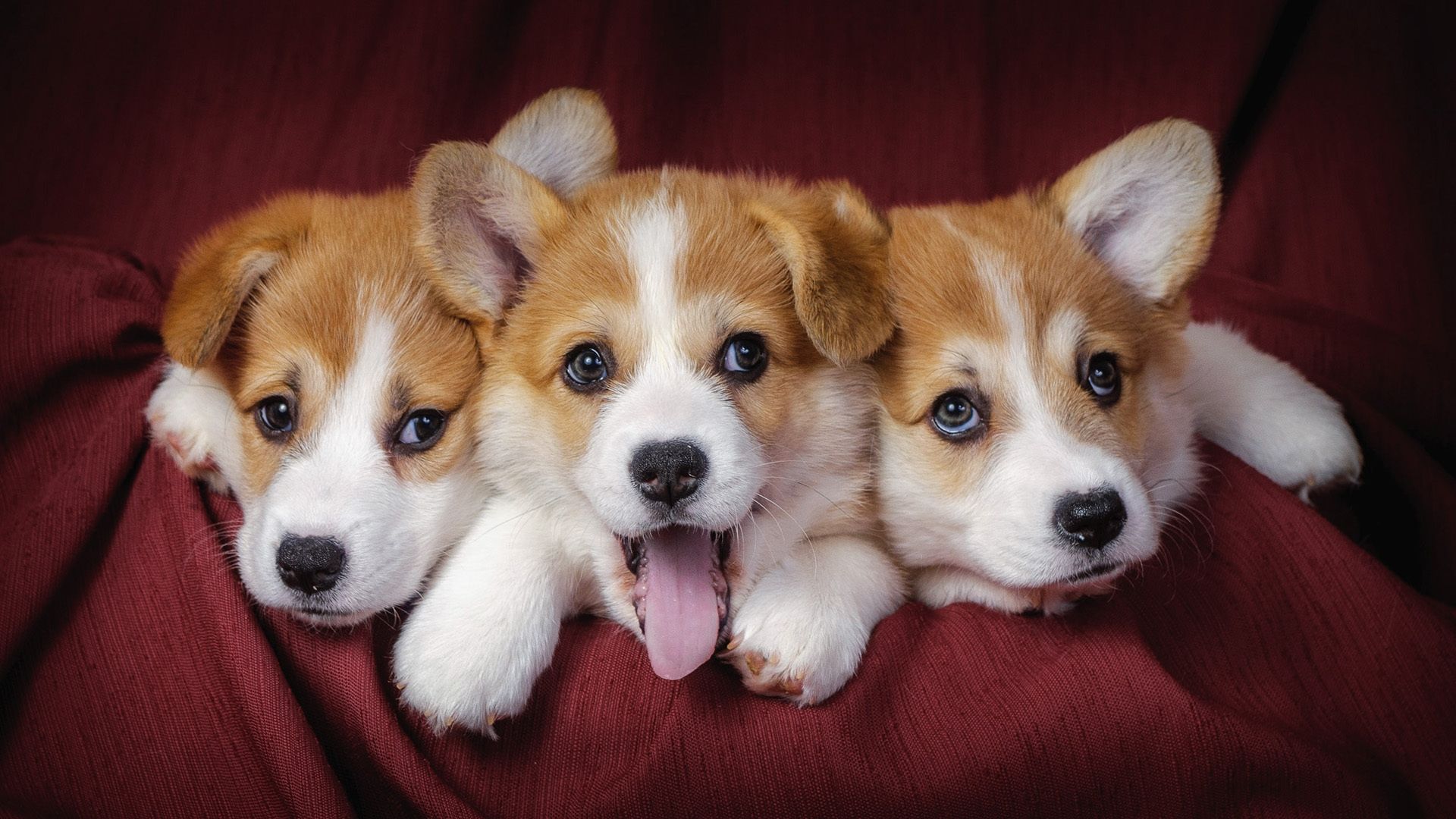 Cute dogs wallpaper