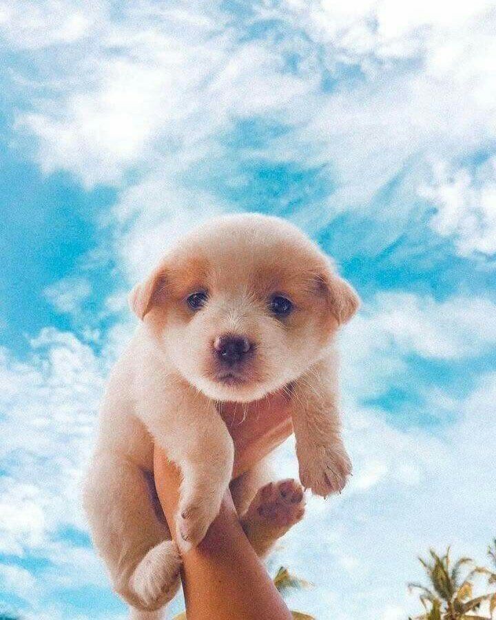 Visuals â on twitter cute dog wallpaper cute little puppies really cute dogs