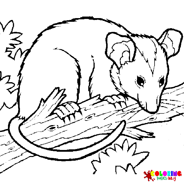 Possum coloring pages