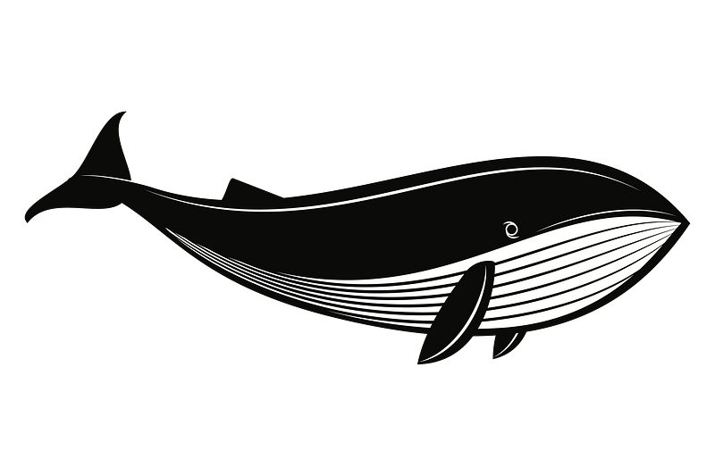 Whale line drawing images free photos png stickers wallpapers backgrounds