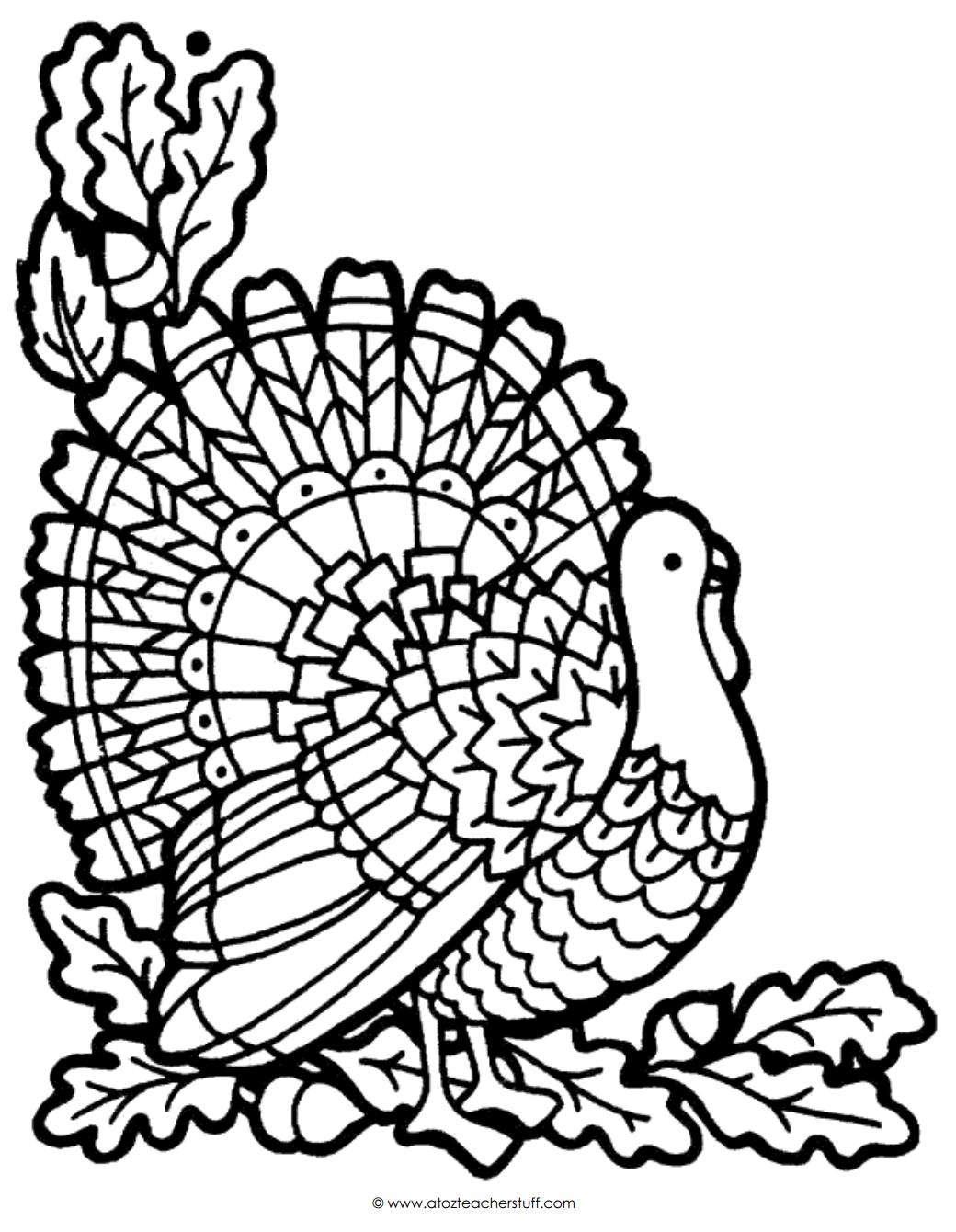 Adult turkey wallpapers