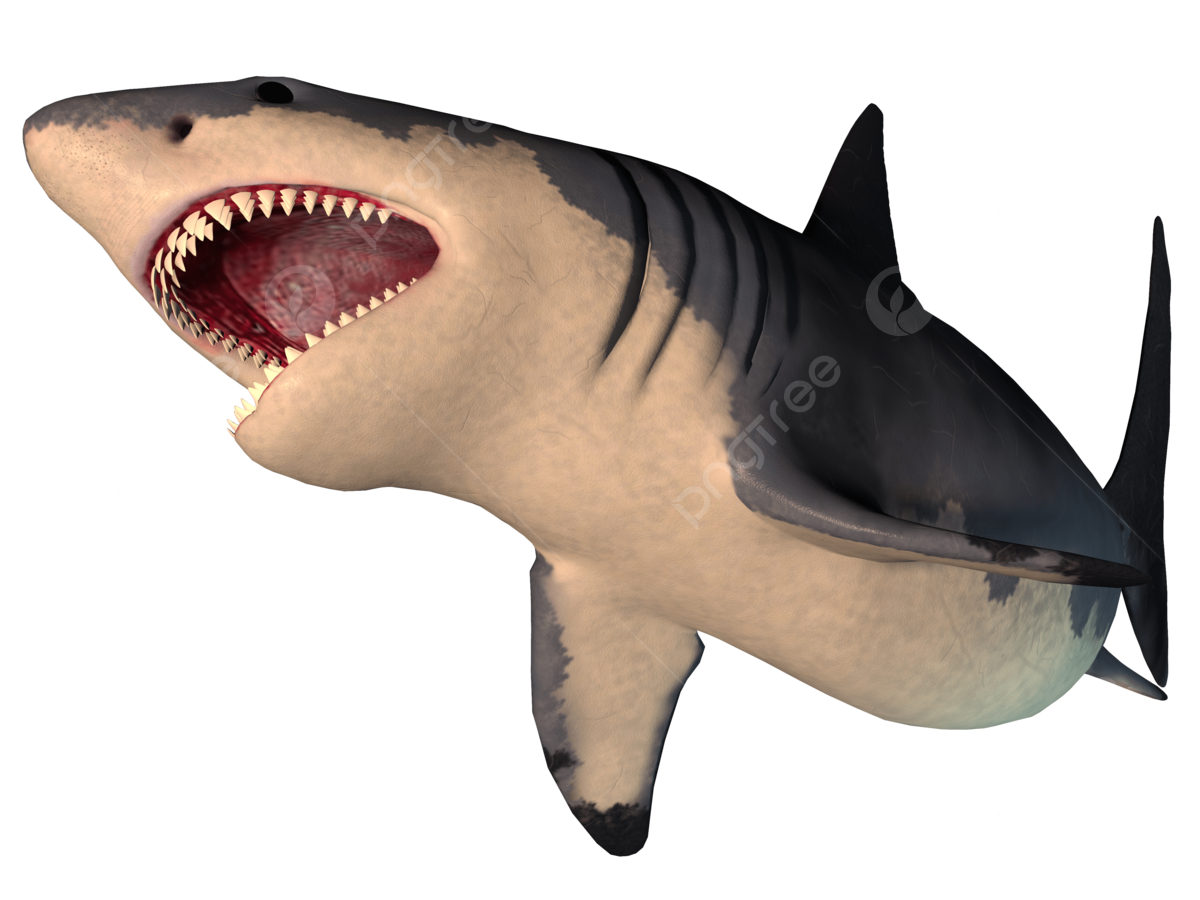 Megalodon png transparent images free download vector files