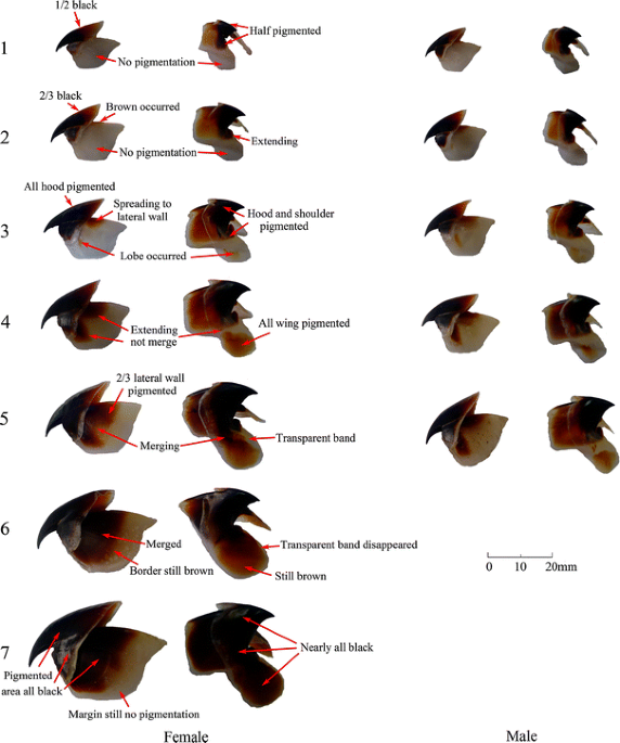 Sexual asynchrony in the development of beak pigmentation for the neon flying squid ommastrephes bartramii in the north pacific ocean fisheries science