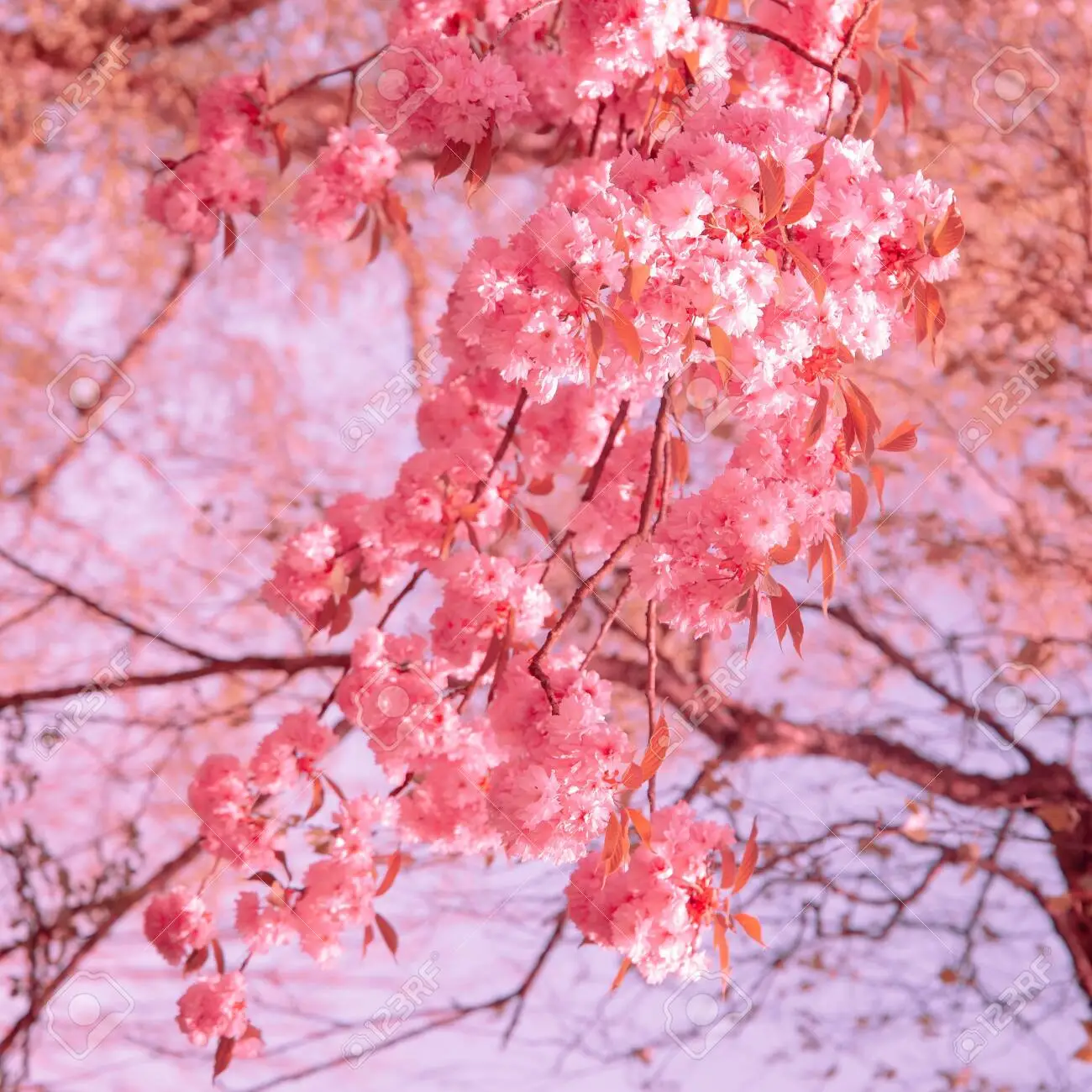 Cherry Blossom Photos, Download The BEST Free Cherry Blossom Stock