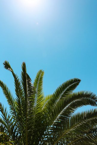 Download free an aesthetic palm tree wallpaper