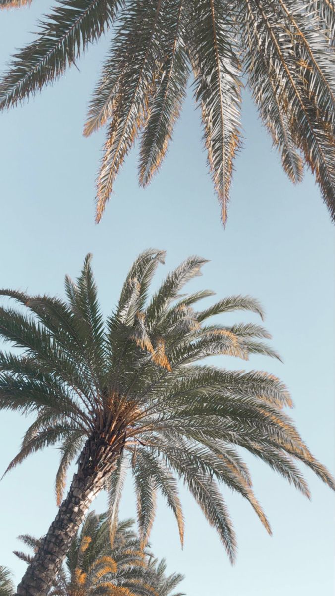Aesthetic backgrounds palm tree background palm trees wallpaper palm tree pictures