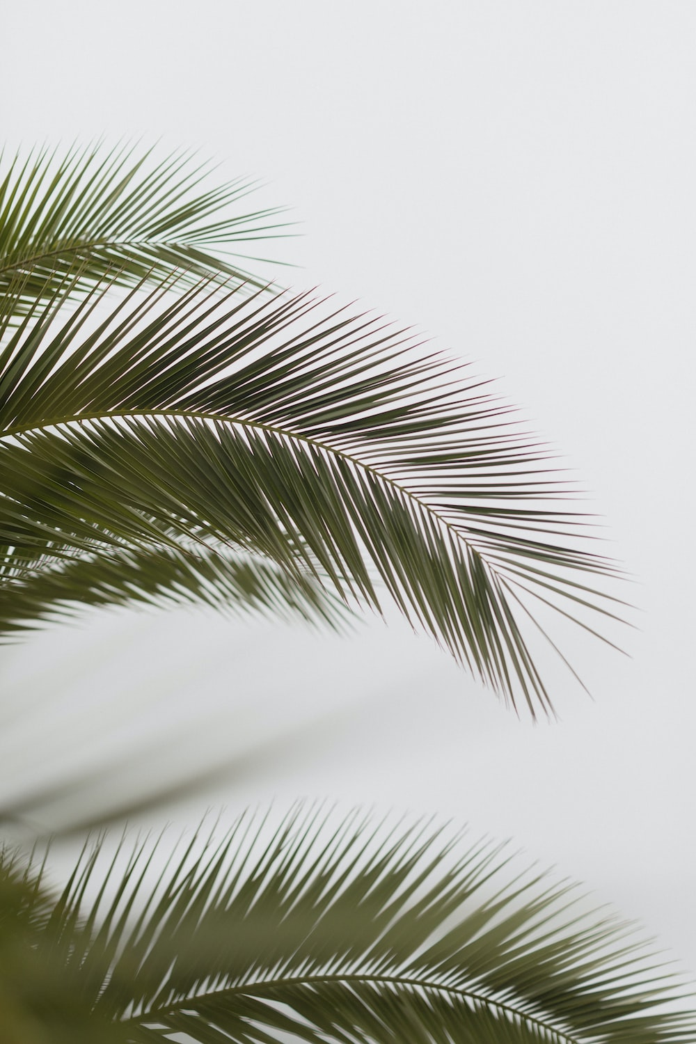 Palm tree pictures hd download free images on