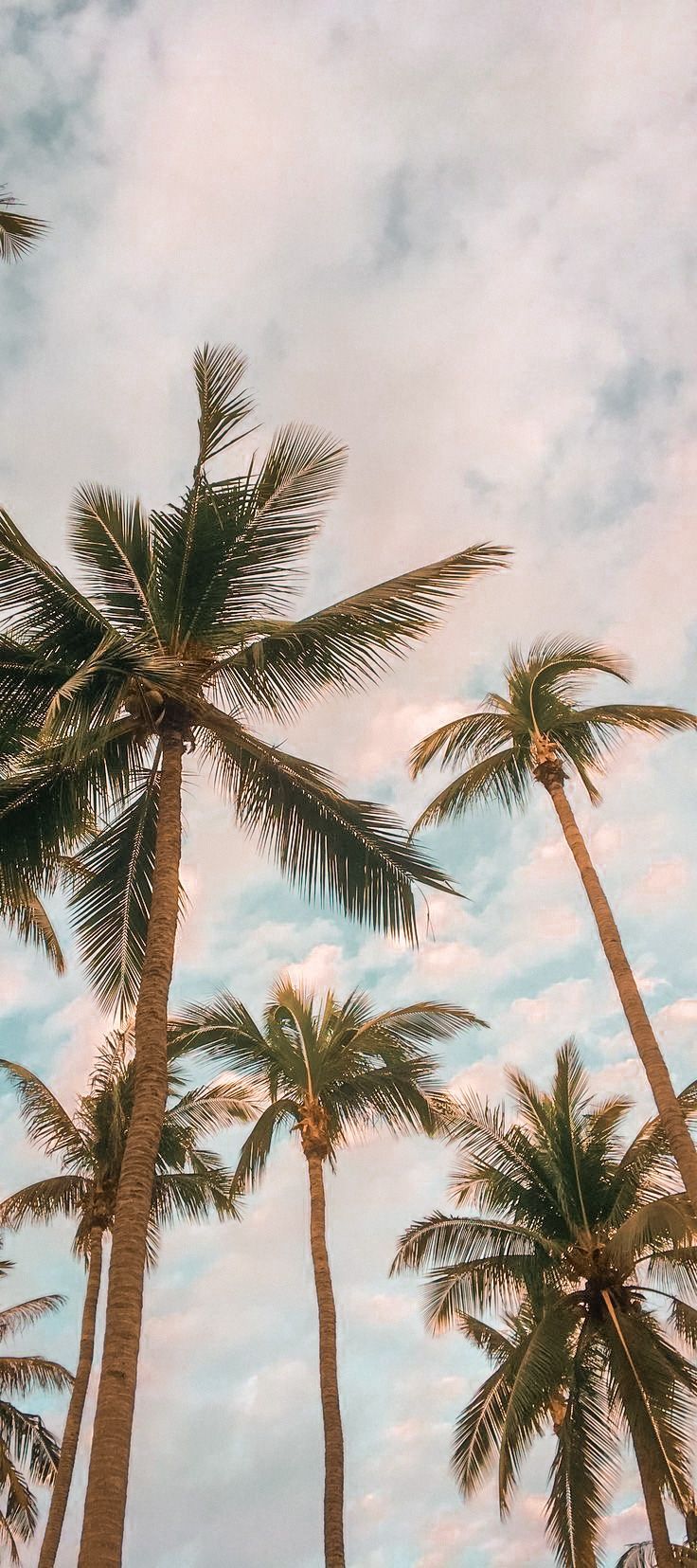Pin by cecile watel on wallpapers palm tree photography palm trees wallpaper tree wallpapâ tree wallpaper iphone beach wallpaper iphone palm trees wallpaper