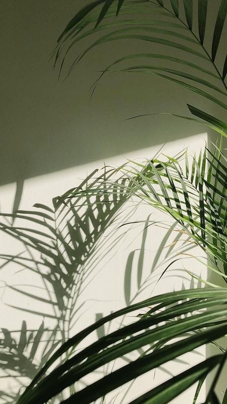 Green aesthetic palm tree wallpaper download