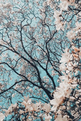 Download free aesthetic cherry blossom tree wallpaper