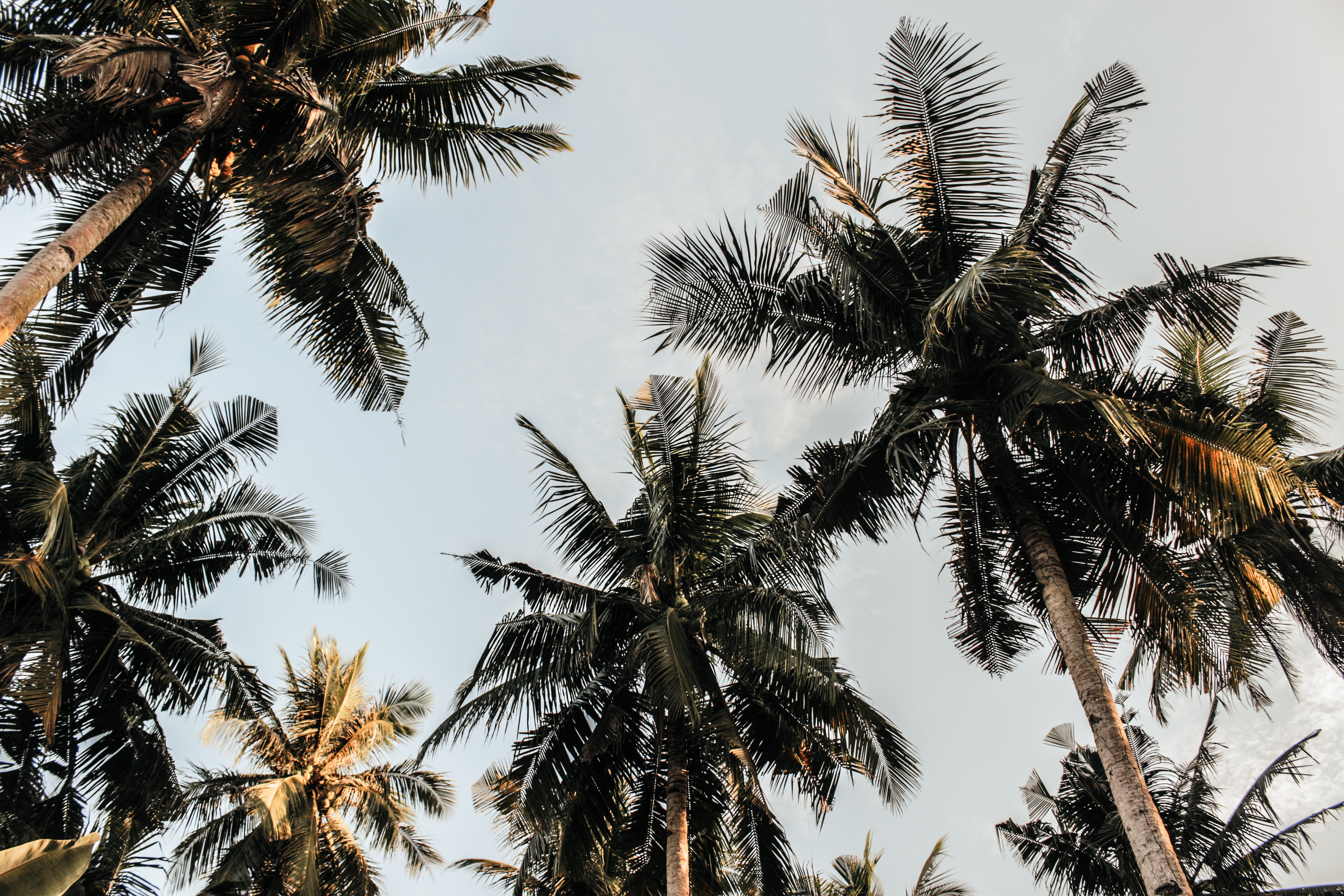 Palm trees photos download free palm trees stock photos hd images