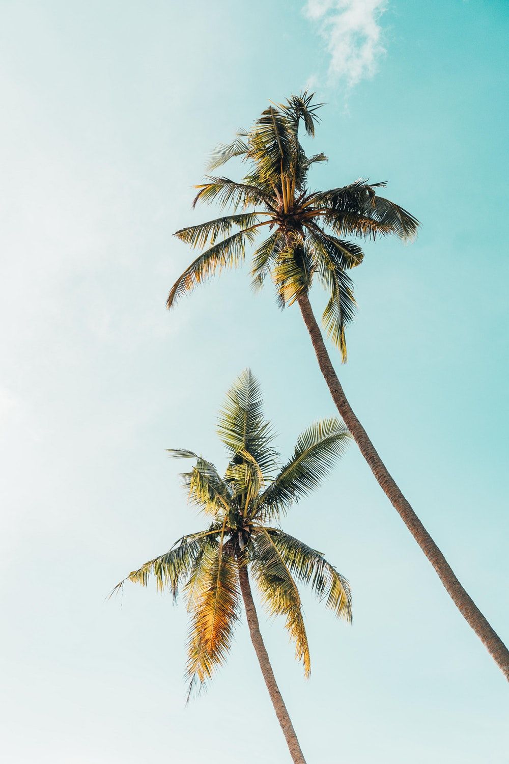 Aesthetic palm trees wallpapers