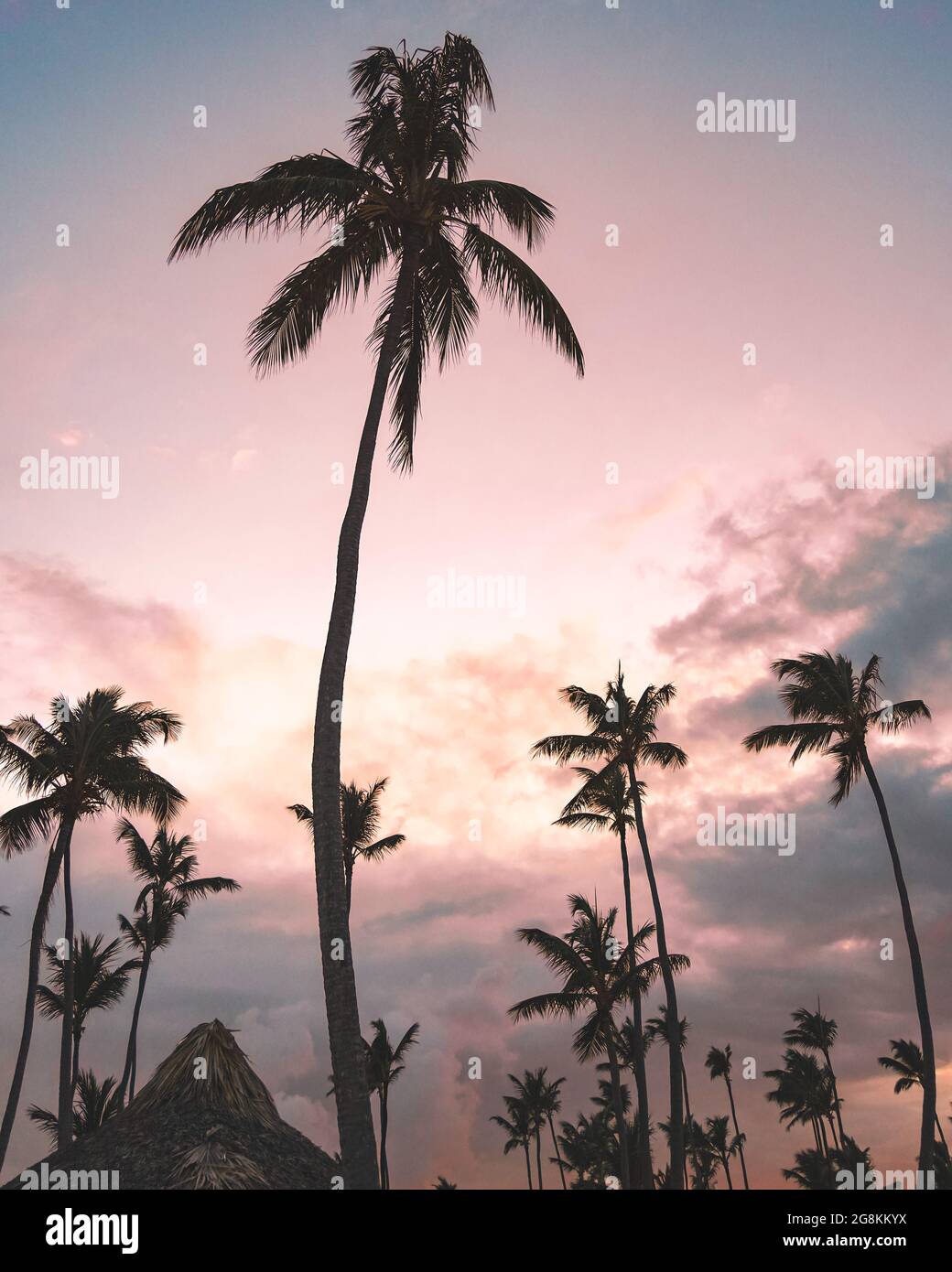 Palm trees under a cloudy sky during a beautiful sunset