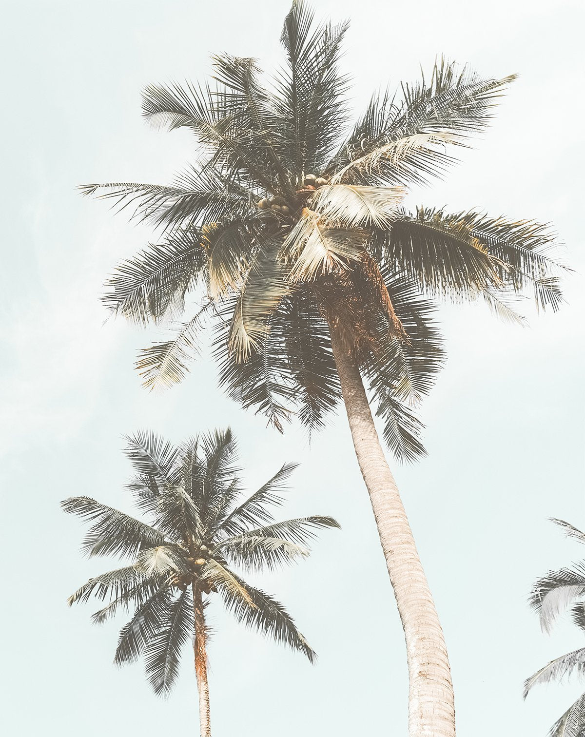 Shop palmy sunday palm tree byron or hawaii nursery wallpaper mural â olive et oriel