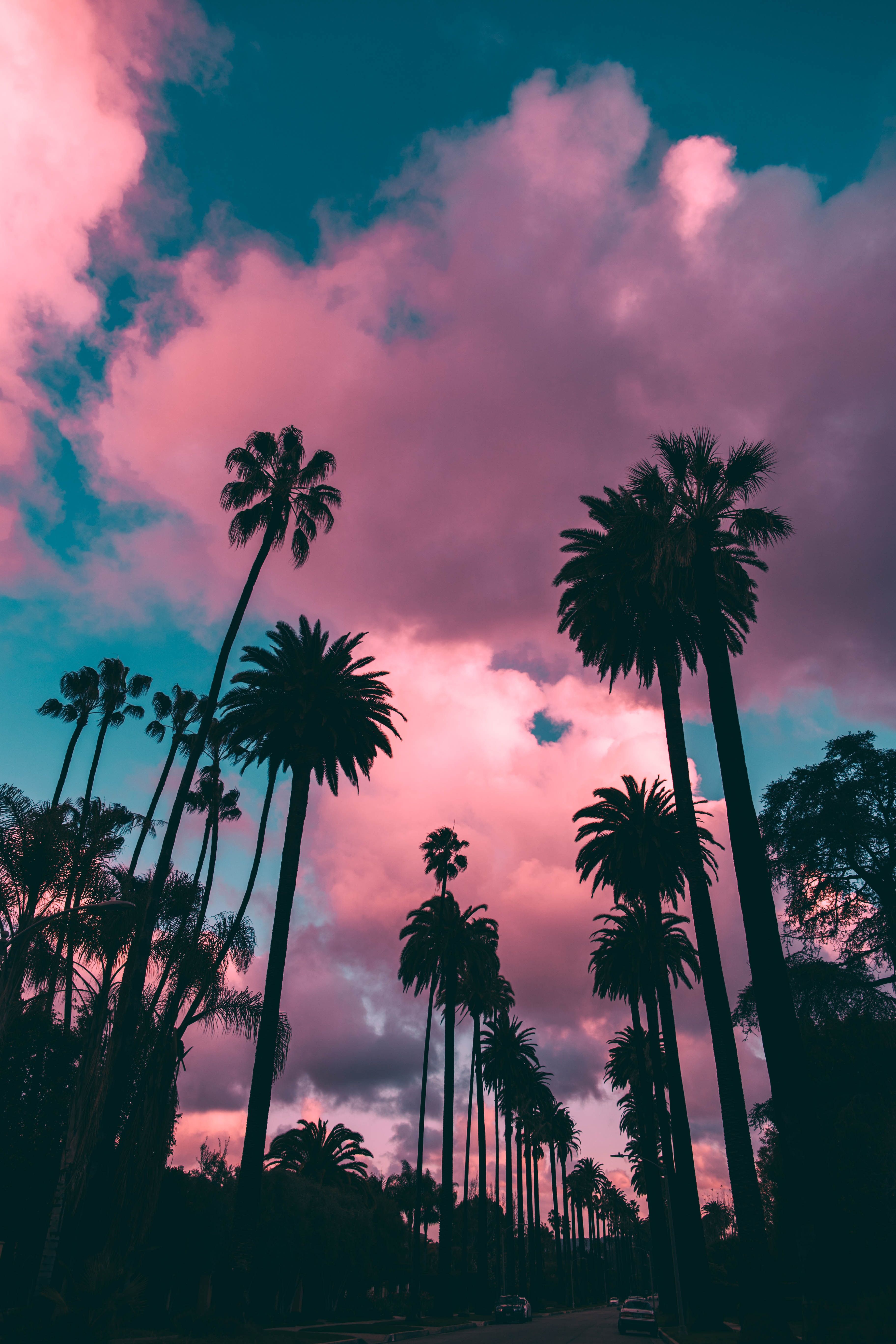 Pink trees aesthetic wallpapers