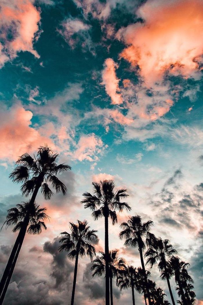 Blue sky with clouds tall palm trees aesthetic iphone wallpaper scenery nature photography beautiful nature
