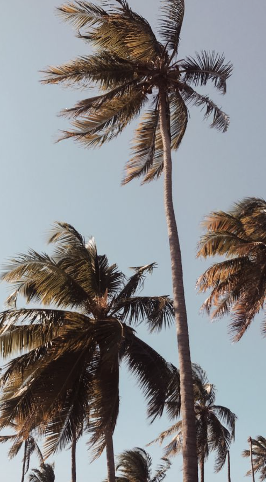 Aesthetic palm tree wallpapers