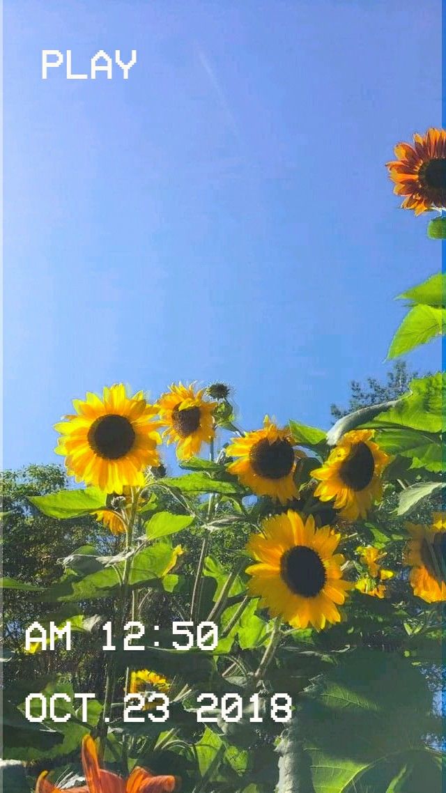 Aesthetic flowers vhs effect vcr ð sunflower wallpaper flowers photography wallpaper photography wallpaper