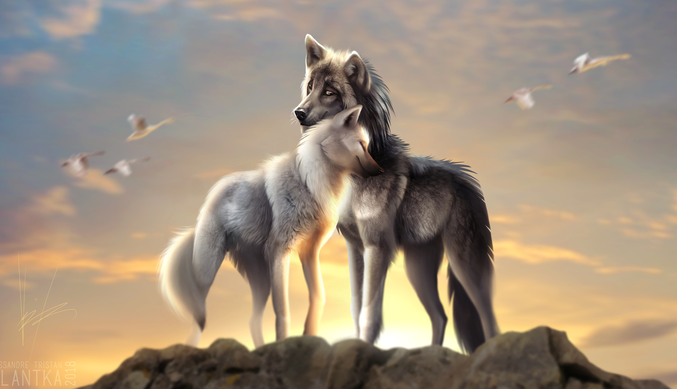 X wolves love laptop hd hd k wallpapers images backgrounds photos and pictures