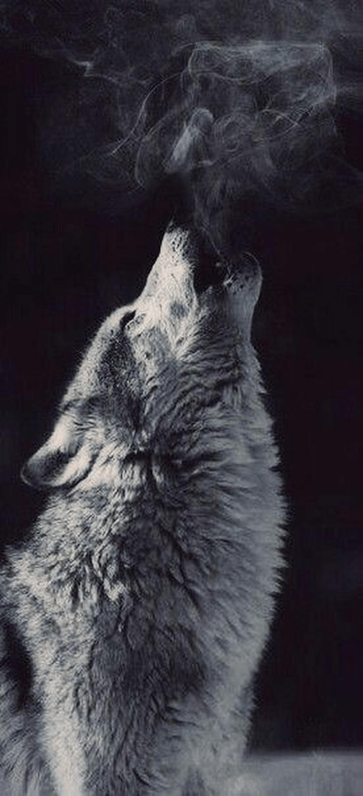 Wolf aesthetic wallpapers