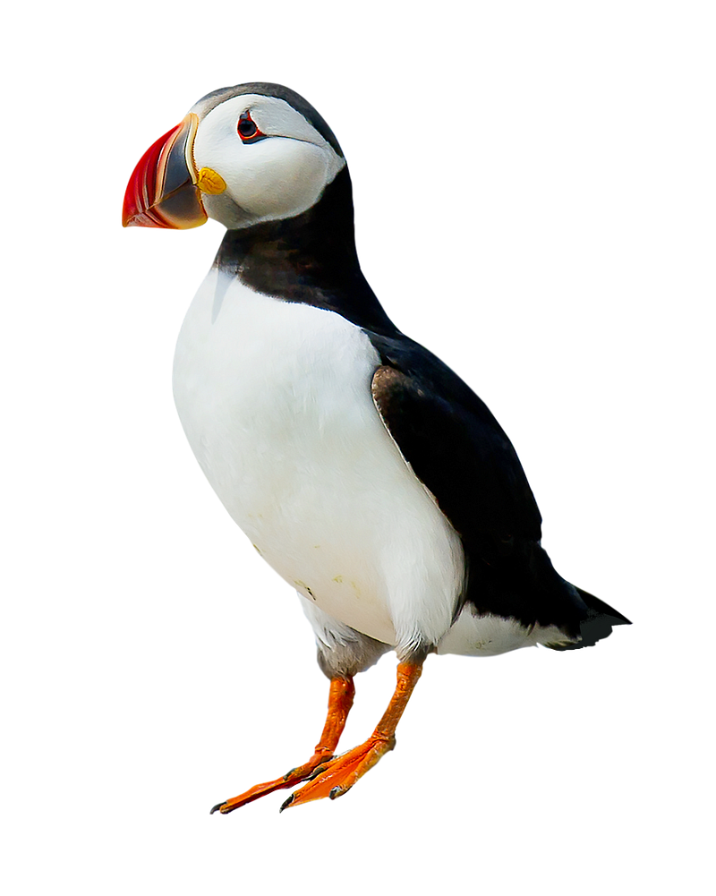 Atlantic puffin images free photos png stickers wallpapers backgrounds