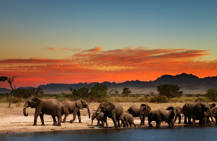 Herd of elephants in african savanna k ultra hd wallpaper k