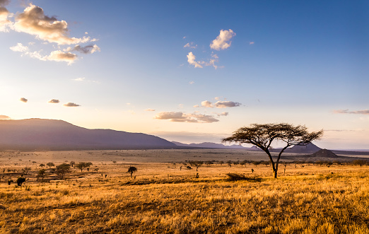 African savannah pictures hd download free images on