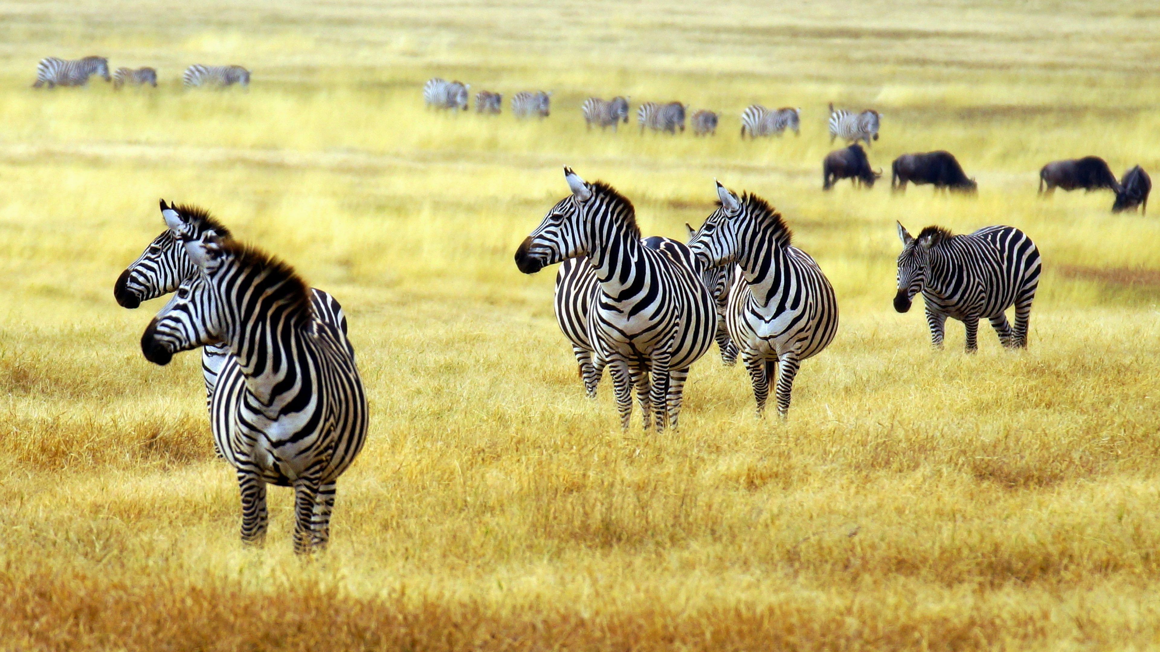 Animals wallpaper african savanna