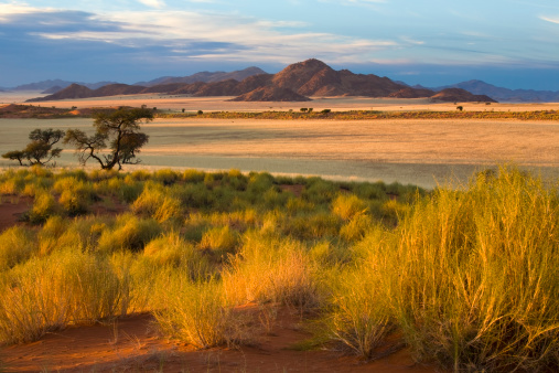 African savanna pictures download free images on