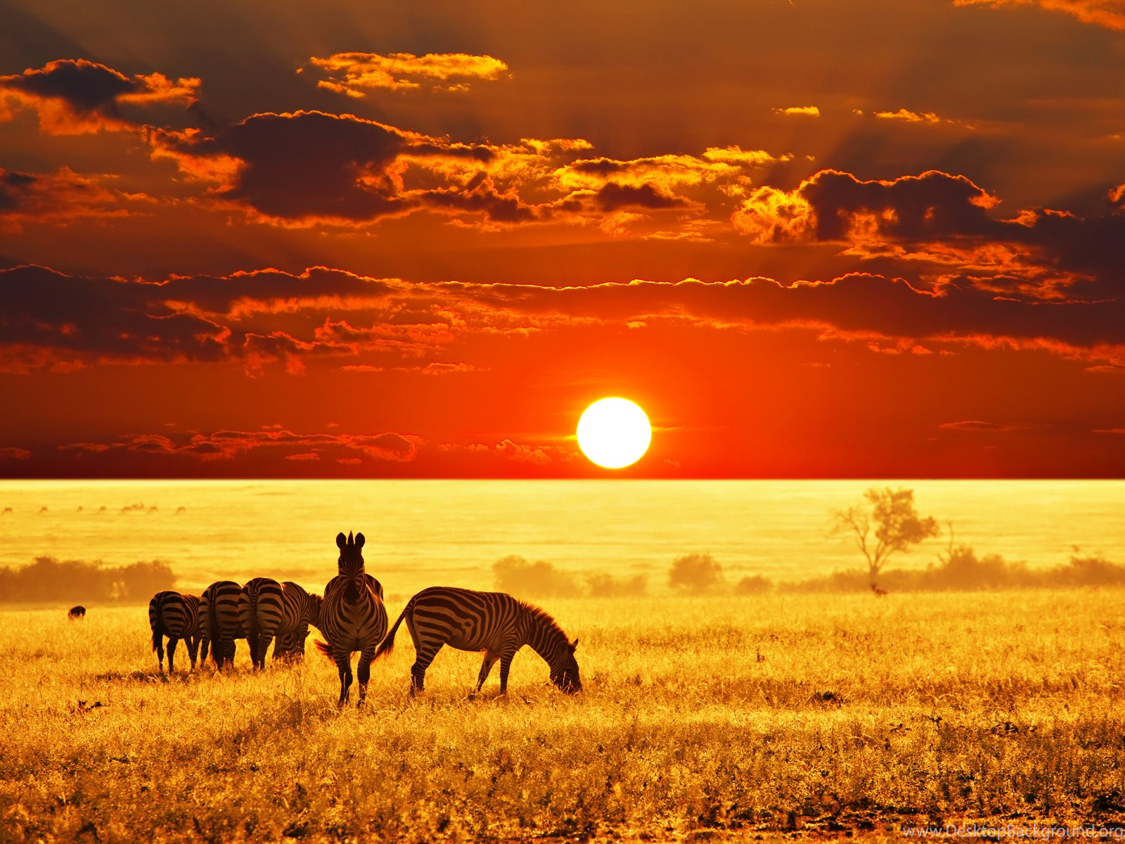 African savanna wallpapersãããªãããµããããåç most beautiful animals animals beautiful animals wild