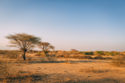 African plains pictures download free images on