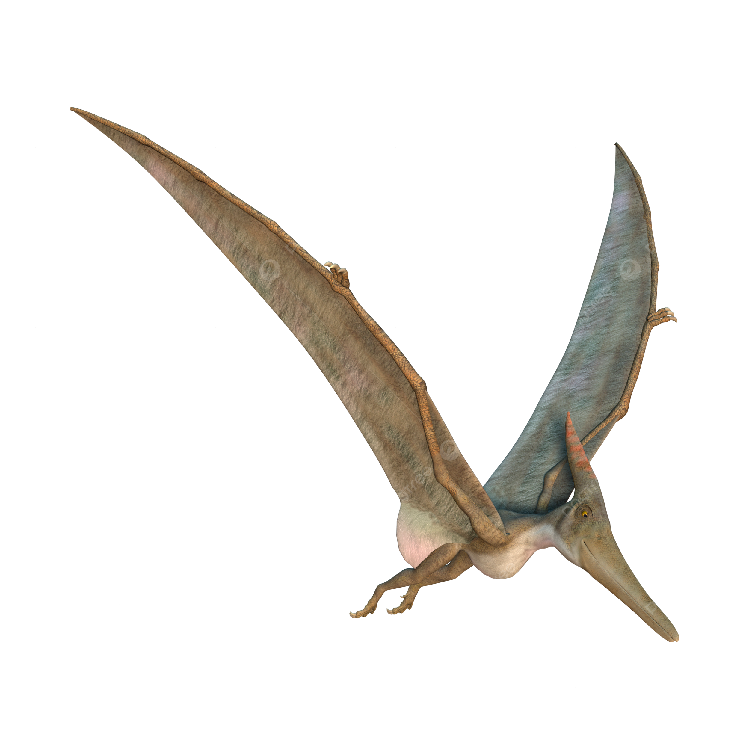 Pteranodon png transparent images free download vector files