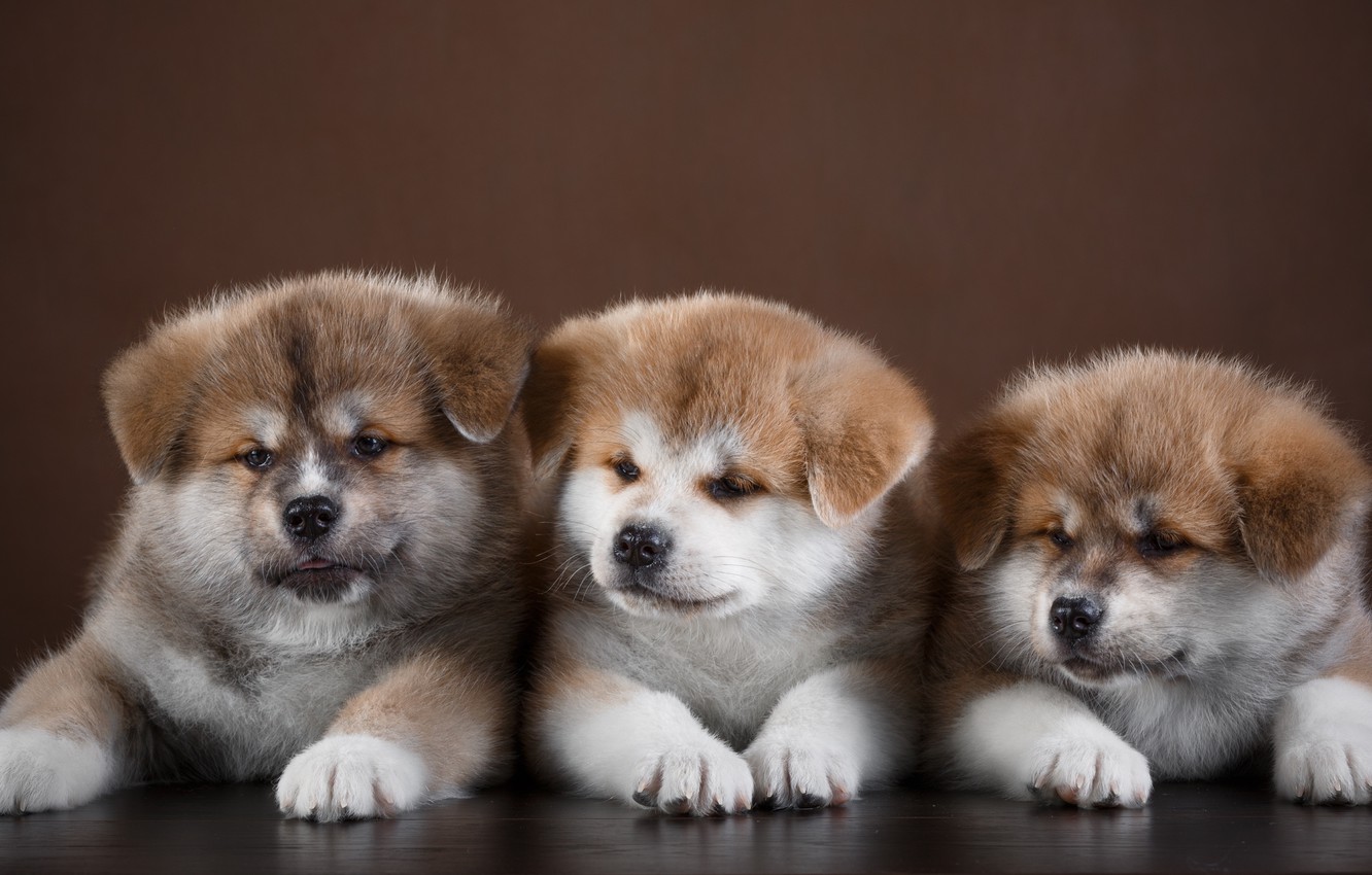 Download Free 100 + akita puppies wallpapers