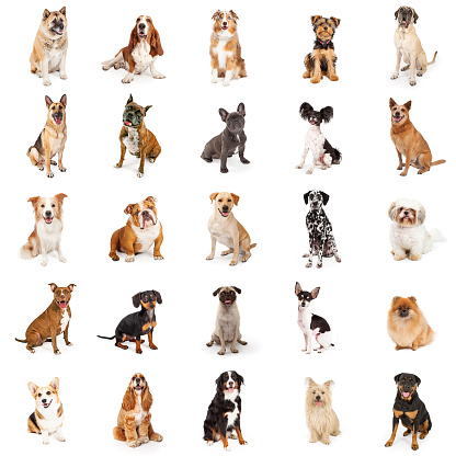 Download large collection of mon breed dogs stock photo