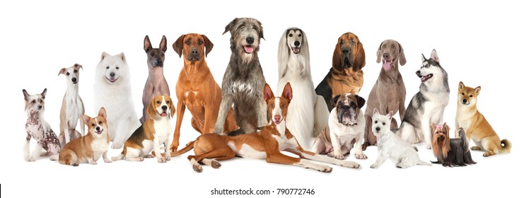 Dog breeds images stock photos vectors