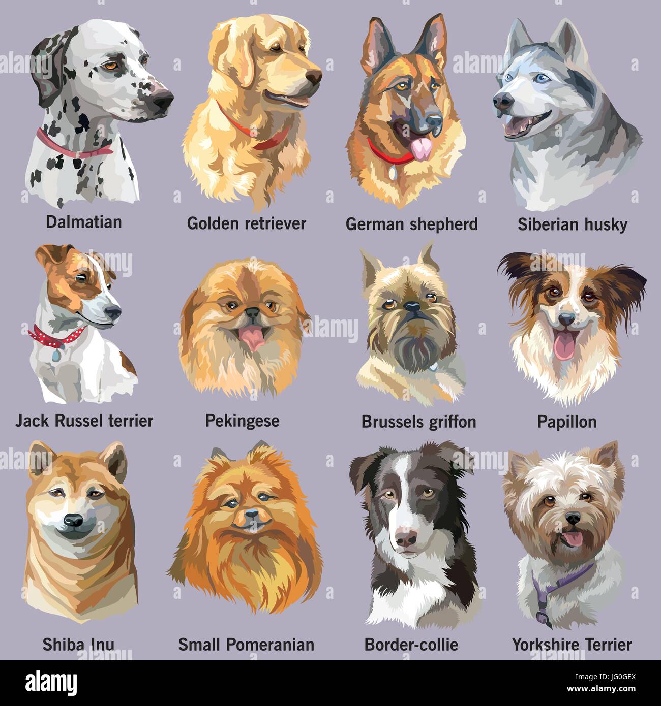 Dog breeds hi